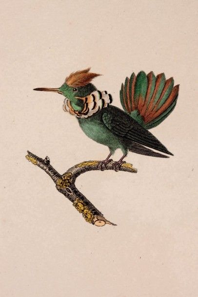 LESSON René Primevèret Histoire naturelle des oiseaux mouches.
Ouvrage orné de planches......