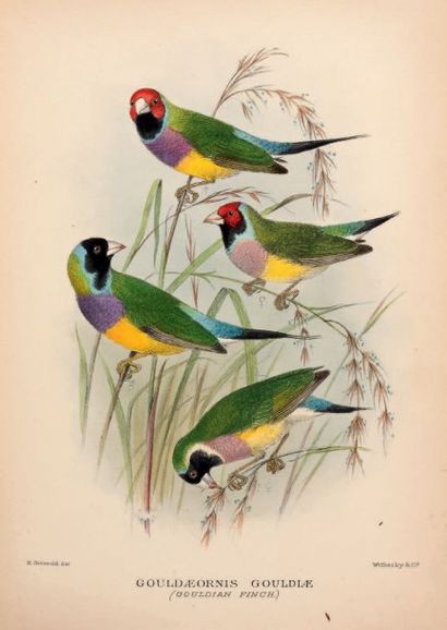 MATHE WS, G.M. The Birds of Australia.
London, Witherby & Co., 1910-1927.
T.1- xiv...