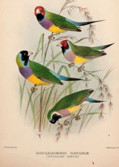 MATHE WS, G.M. The Birds of Australia.
London, Witherby & Co., 1910-1927.
T.1- xiv...