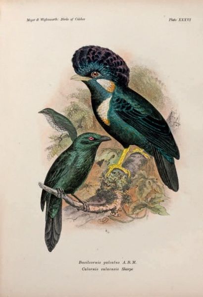 MEYER Adolf. Bernhard. And L. W. Wiglesworth 
The Birds of Celebes and the Neighbouring...