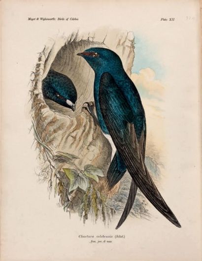 MEYER Adolf. Bernhard. And L. W. Wiglesworth 
The Birds of Celebes and the Neighbouring...