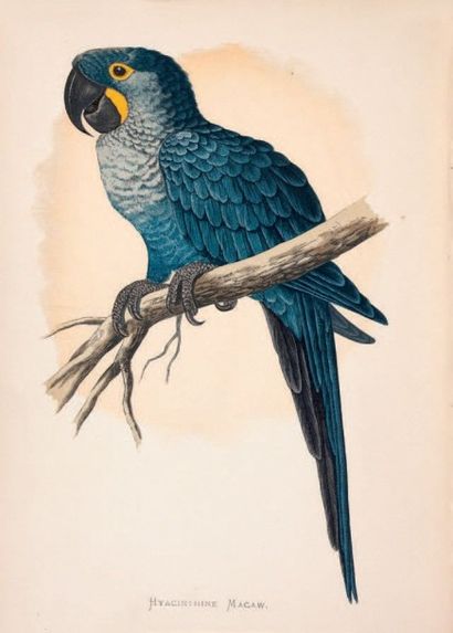 Parrots/GREENE William Thomas Parrots in Captivity.
Illustrated with coloured plates....