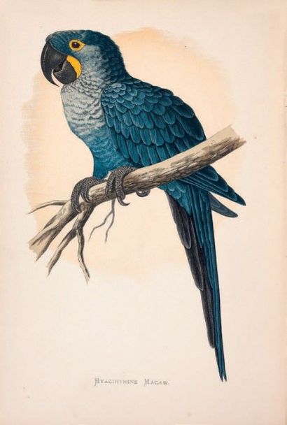 Parrots/GREENE William Thomas Parrots in Captivity.
Illustrated with coloured plates....