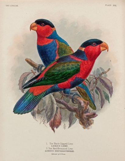 Parrots/MIVART , St. George Jackson - KEULEMANS, Johann Gerard A Monograph of the...