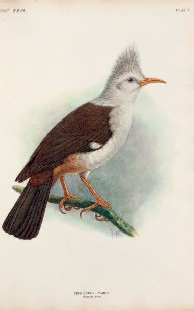 ROTSCHILD Lionel Walter Extinct Birds.
An attempt to unite in one volume a short...