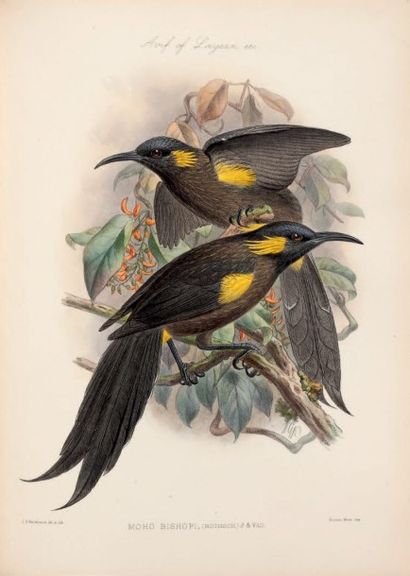 ROTSCHILD Lionel Walter The Avifauna of Laysan and the neighbouring islands.
With...