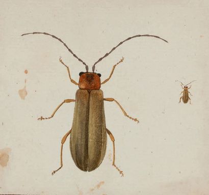 OLIVIER (Guillaume-Antoine) Entomologie, ou histoire naturelle des Insectes,avec...