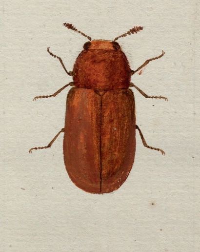 OLIVIER (Guillaume-Antoine) Entomologie, ou histoire naturelle des Insectes,avec...