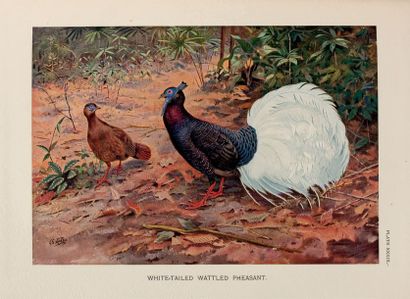 BEEBE William A Monograph of the Pheasants
London: Witherby for the New York Zoological...