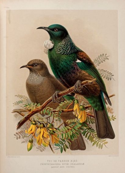 BULLER, Sir Walter Lawry 
A History of the Birds of New Zealand.
Second edition....