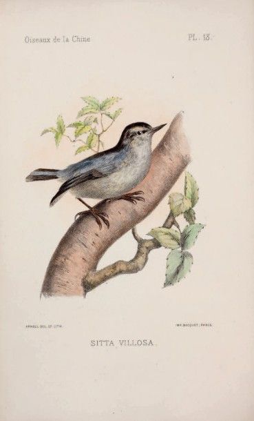 DAVID Armand & OUSTALET, E. Les oiseaux de la Chine
P. Masson 1877. 2 vol. in-8;...