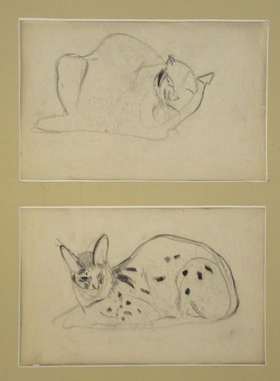 null Dans le goût de Paul JOUVE (1878-1973)

Etudes de chats sauvages

Deux dessins...