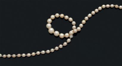 Collier composé de 59 perles fines en chute....
