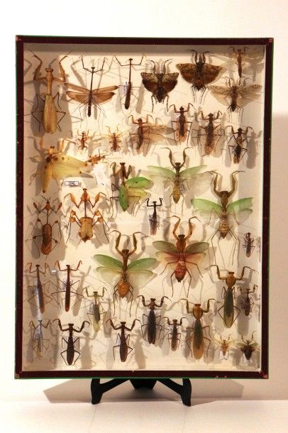 null INDONESIE (en particulier BORNEO )

Ensemble de Mantidae

39 spécimens localisés

Dimensions...