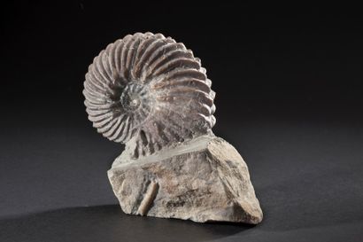null Belle ammonite (Hoplites dentarus) 

Provenance : FRANCE (a coté de Troyes)...
