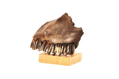 null Machoire de bison fossile

Provenance : USA

Sur socle bois et tige en métal...
