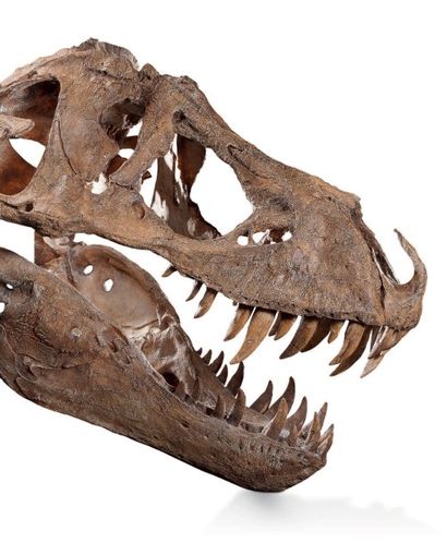 null Exceptionnel crâne de Tyrannosaurus Rex (Tyrannosauridae) 

Reproduction à l’échelle...