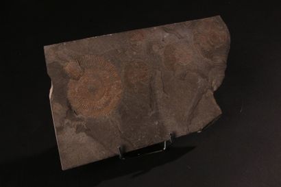 null Plaque d'ammonites fossilisées 
trace de pyrite
H : 1; L : 21; P : 12.5 cm