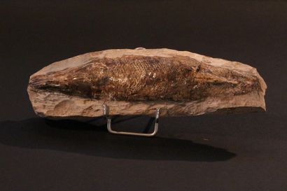 null Poisson fossile Aspidorhynchus en face dorsale

Provenance : Brésil 

250 000...