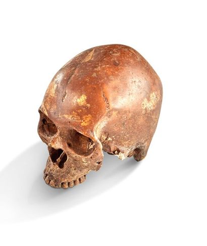 null Crâne miniature d’hominidé archaïque figurant l’espèce homo sapiens sapiens...