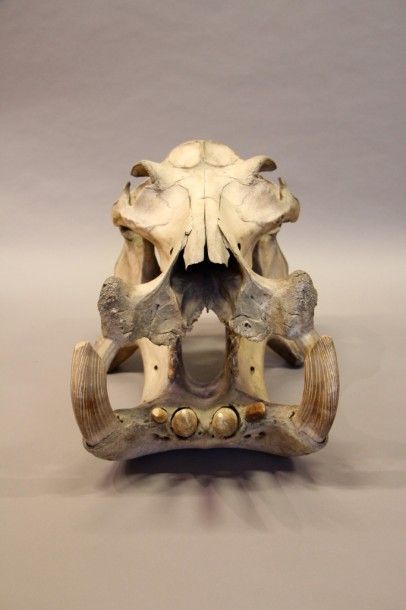 null Hippopotame amphibie (Hippopotamus amphibius) (II/B) pré-convention : crâne...