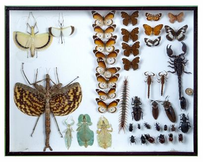 null Boîte entomologique vitrée contenant différents spécimens dont Phasmidae spp,...