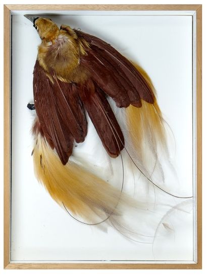 null Boîte entomologique vitrée contenant un spécimen incomplet d’Oiseau de paradis,...