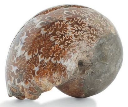 Ammonite Phyloceras velede. Albien, Majunga,...