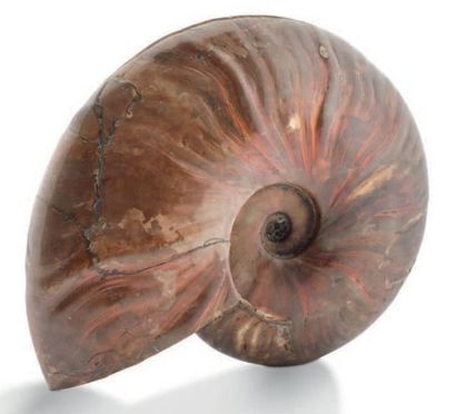 Belle ammonite Cleoniceras de couleur rouge...