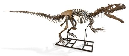 null Rare et impressionnant squelette complet de dinosaure Allosaure (marsh-1877),...