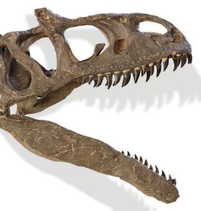 null Rare et impressionnant squelette complet de dinosaure Allosaure (marsh-1877),...