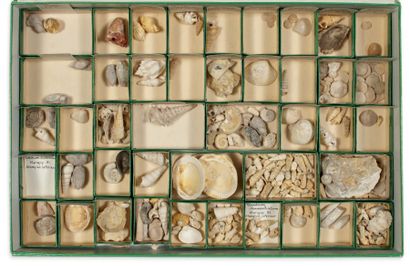  Collection de quatre coffrets de fossiles divers
