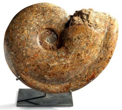 null Très remarquable ammonite Pachydiscus géante, Crétacé, Madagascar
Entièrement...