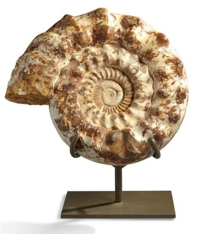 null Grande ammonite Cranosphinctes, Mésozoïque, Oxfordien, Jurassique supérieur...