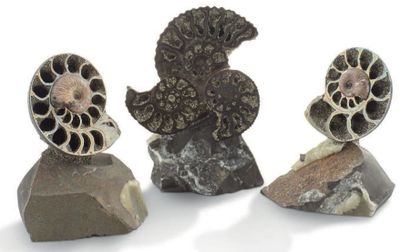 null Collection de trois jolis blocs d'ammonites Queenstedtoceras- Jurassique, Russie
Belle...