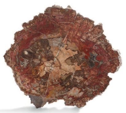 null Tranche de bois fossile Forme ovale.
Dimensions: 27 x 24 cm