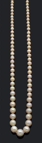 Collier composé de 71 perles fines en chute....