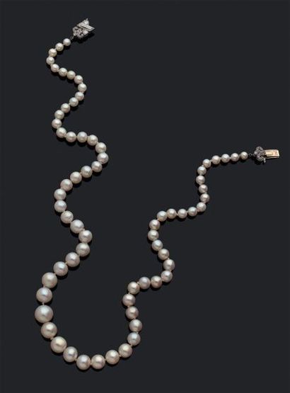 JANESICH Collier composé de 69 perles fines en chute. Fermoir en or gris 18k (750)...