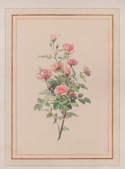Etienne REY (Lyon 1789-1867) Une branche de rosier
Aquarelle
Signé en bas à droite...
