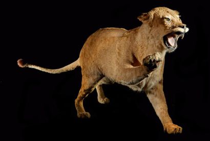 null Lion d'Afrique (Panthera leo) (II/B): spécimen femelle naturalisé gueule ouverte...