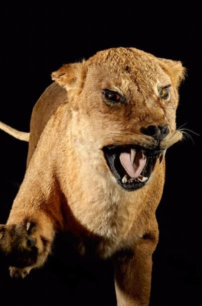 null Lion d'Afrique (Panthera leo) (II/B): spécimen femelle naturalisé gueule ouverte...