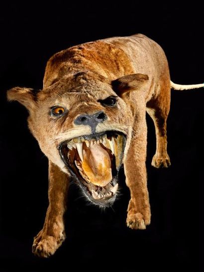 null Lion d'Afrique (Panthera leo) (II/B): spécimen femelle naturalisé gueule ouverte...