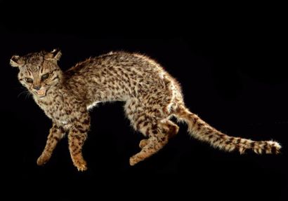 null Chat de Geoffroy (Leopardus geoffroyi) (I/A): rare spécimen naturalisé en entier...