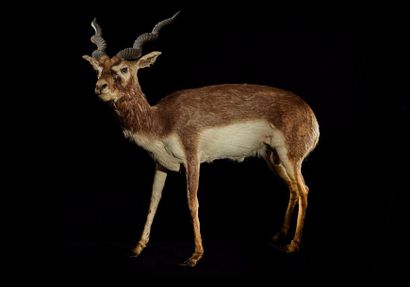 null Antilope cervicapre (Antilope cervicapra) (III/C): spécimen mâle naturalisé...