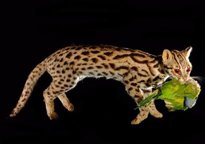 null Chat de Chine ou Chat-léopard (Prionailurus bengalensis) (II/B): beau spécimen...