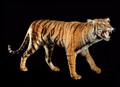 null Tigre (Panthera tigris) (I/A): spécimen naturalisé gueule ouverte en attitude...