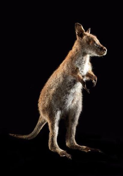 null Wallaby de Bennett (Macropus rufogriseus) (NR): spécimen naturalisé en station...