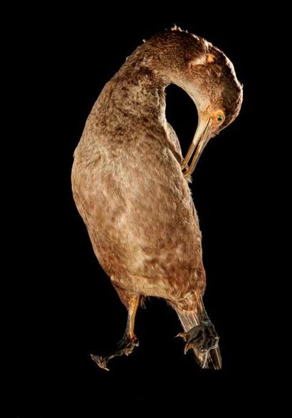 null Grand cormoran (Phalacrocorax carbo) (CE): spécimen naturalisé sans socle en...