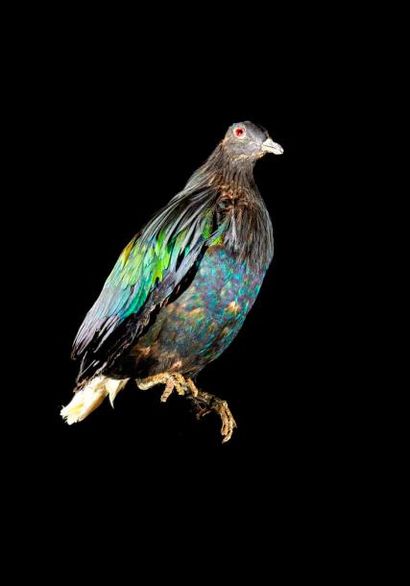 null Pigeon de Nicobar (Caloenas nicobarica) (I/A): spécimen ancien naturalisé avec...