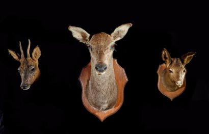 null Un ensemble comprenant 3 têtes naturalisées dont:
-1 Cerf élaphe femelle (Cervus...
